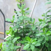 SUBASTA DE ATICULOS VARIOS EN GENERAL